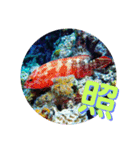 海の中の可愛い魚たちと日常会話（個別スタンプ：27）