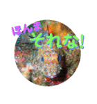 海の中の可愛い魚たちと日常会話（個別スタンプ：31）
