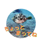 海の中の可愛い魚たちと日常会話（個別スタンプ：34）