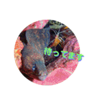 海の中の可愛い魚たちと日常会話（個別スタンプ：40）
