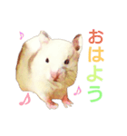 ハムハム兄弟（個別スタンプ：1）