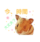 ハムハム兄弟（個別スタンプ：3）