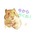 ハムハム兄弟（個別スタンプ：8）