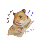 ハムハム兄弟（個別スタンプ：11）