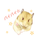 ハムハム兄弟（個別スタンプ：24）