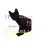 黒猫かりんとうと三毛猫きなこ（個別スタンプ：1）