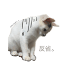 黒猫かりんとうと三毛猫きなこ（個別スタンプ：3）