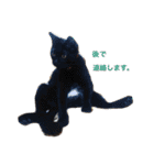 黒猫かりんとうと三毛猫きなこ（個別スタンプ：4）