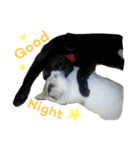 黒猫かりんとうと三毛猫きなこ（個別スタンプ：5）