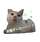 黒猫かりんとうと三毛猫きなこ（個別スタンプ：7）