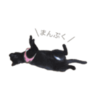 黒猫かりんとうと三毛猫きなこ（個別スタンプ：13）