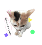 黒猫かりんとうと三毛猫きなこ（個別スタンプ：17）