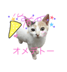 黒猫かりんとうと三毛猫きなこ（個別スタンプ：20）