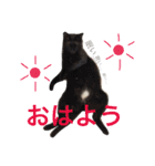黒猫かりんとうと三毛猫きなこ（個別スタンプ：21）