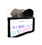 黒猫かりんとうと三毛猫きなこ（個別スタンプ：24）