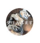 愛猫ฅ•ω•ฅニャー（個別スタンプ：10）