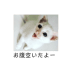 愛猫ฅ•ω•ฅニャー（個別スタンプ：12）