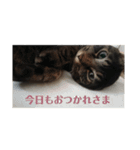猫のとらさんスタンプ。。（個別スタンプ：4）