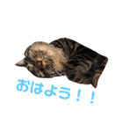 猫のとらさんスタンプ。。（個別スタンプ：6）