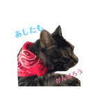 猫のとらさんスタンプ。。（個別スタンプ：11）