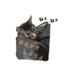猫のとらさんスタンプ。。（個別スタンプ：19）