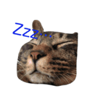 猫のとらさんスタンプ。。（個別スタンプ：20）