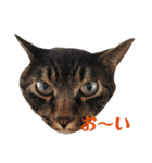 猫のとらさんスタンプ。。（個別スタンプ：21）
