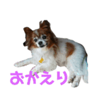 マァの愛犬セーヌ（個別スタンプ：1）