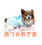マァの愛犬セーヌ（個別スタンプ：3）