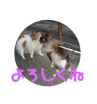 マァの愛犬セーヌ（個別スタンプ：4）