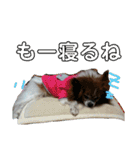 マァの愛犬セーヌ（個別スタンプ：5）