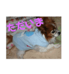 マァの愛犬セーヌ（個別スタンプ：8）