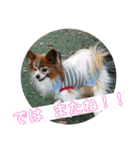 マァの愛犬セーヌ（個別スタンプ：9）