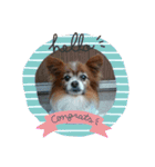 マァの愛犬セーヌ（個別スタンプ：10）
