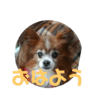 マァの愛犬セーヌ（個別スタンプ：11）