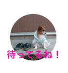 マァの愛犬セーヌ（個別スタンプ：12）