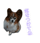 マァの愛犬セーヌ（個別スタンプ：13）