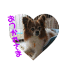 マァの愛犬セーヌ（個別スタンプ：14）