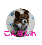 マァの愛犬セーヌ（個別スタンプ：15）