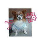 マァの愛犬セーヌ（個別スタンプ：17）