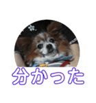 マァの愛犬セーヌ（個別スタンプ：18）
