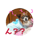 マァの愛犬セーヌ（個別スタンプ：19）