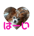 マァの愛犬セーヌ（個別スタンプ：20）