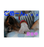 マァの愛犬セーヌ（個別スタンプ：21）