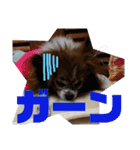 マァの愛犬セーヌ（個別スタンプ：22）