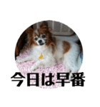 マァの愛犬セーヌ（個別スタンプ：23）