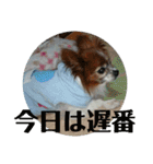 マァの愛犬セーヌ（個別スタンプ：24）