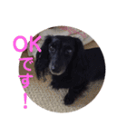 愛犬ブラックタン 2（個別スタンプ：1）