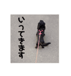 愛犬ブラックタン 2（個別スタンプ：2）