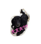 愛犬ブラックタン 2（個別スタンプ：3）